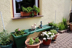 Kräuter 2
